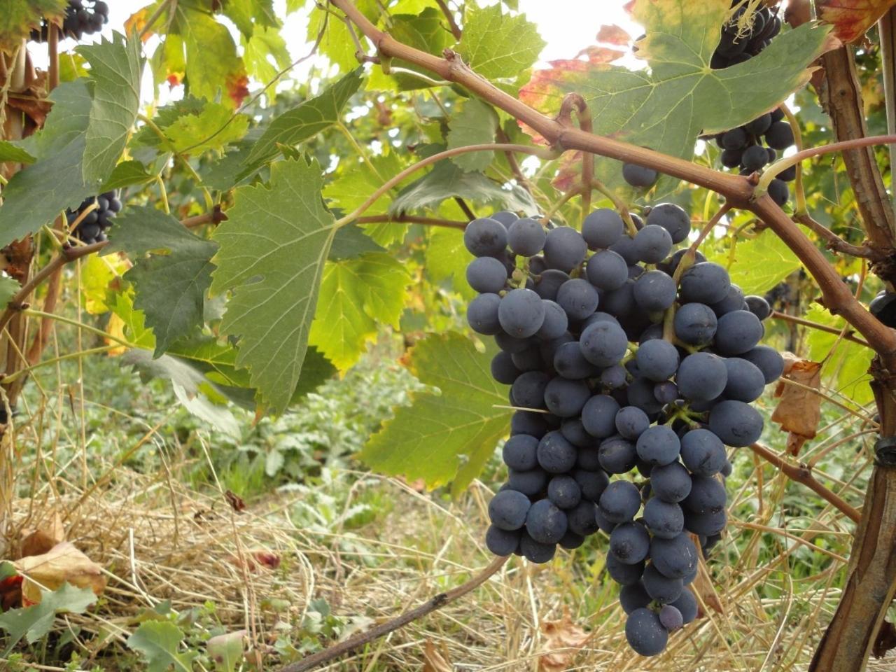 Agriturismo Le Case Асизи Екстериор снимка