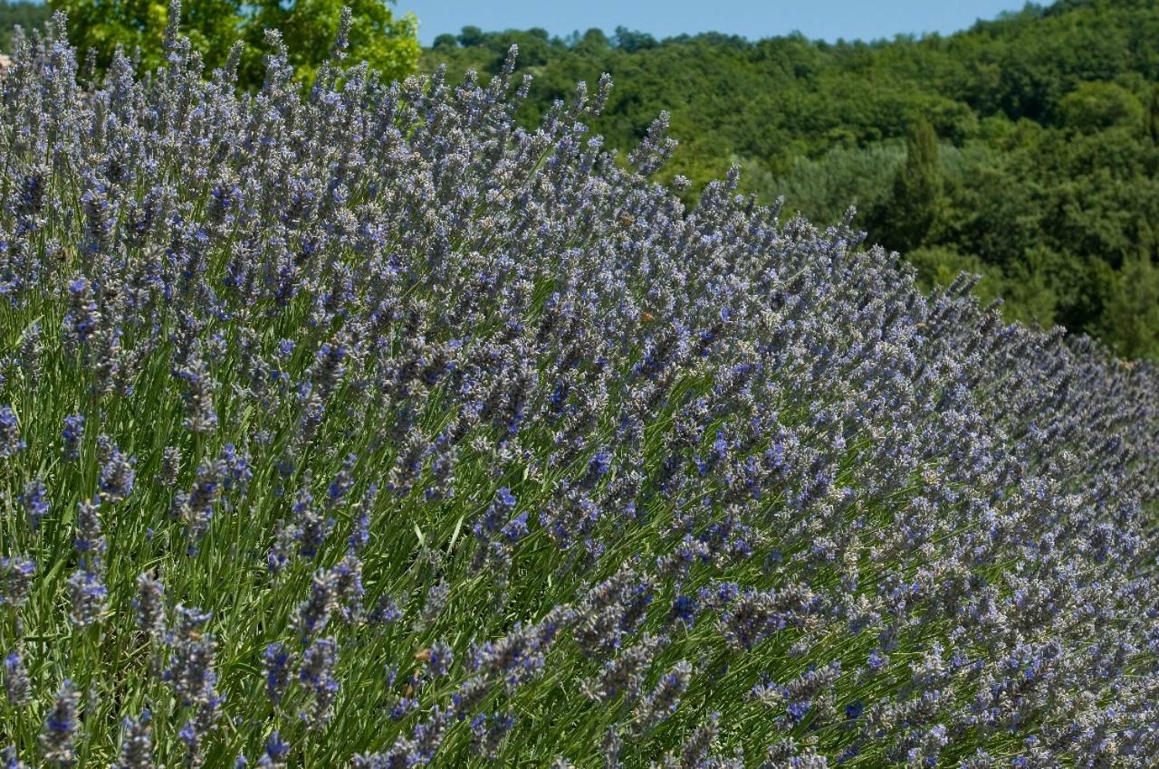 Agriturismo Le Case Асизи Екстериор снимка